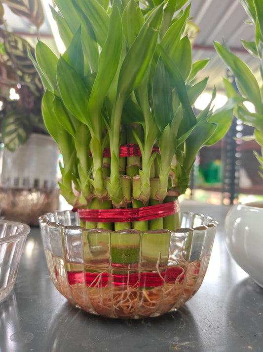 Lucky bamboo Bowl