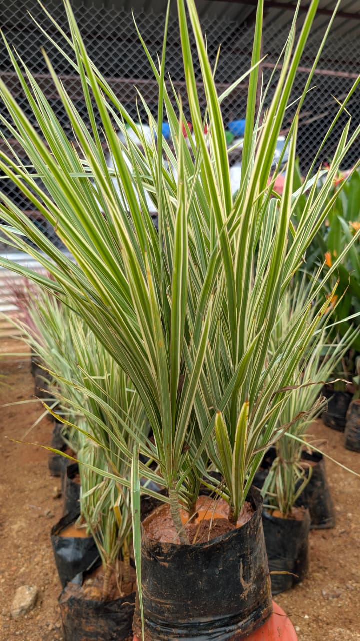 Dracaena Colorama