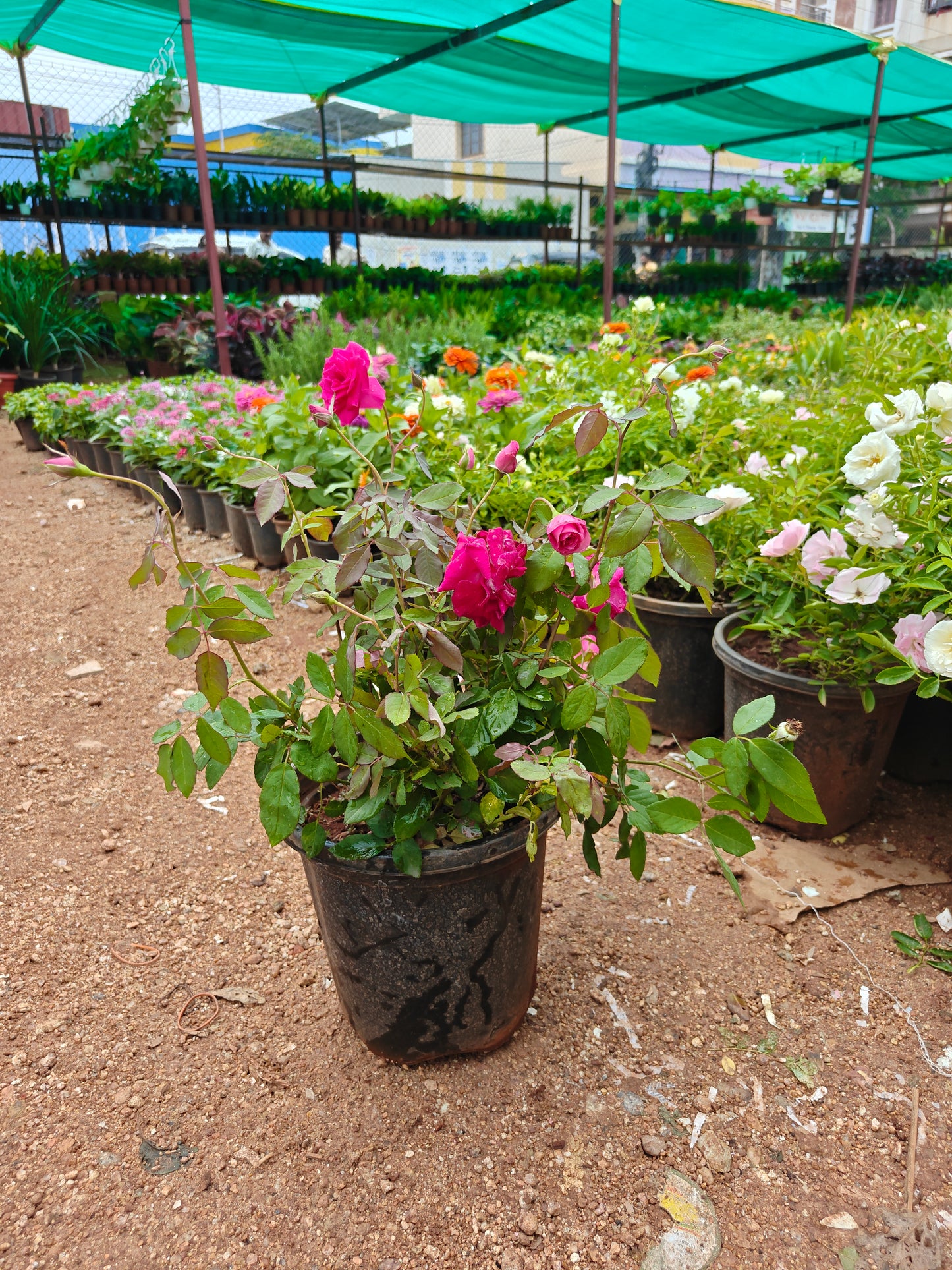 Kashmir Rose Pot