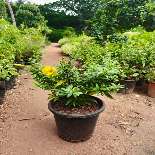 Allamanda Plant