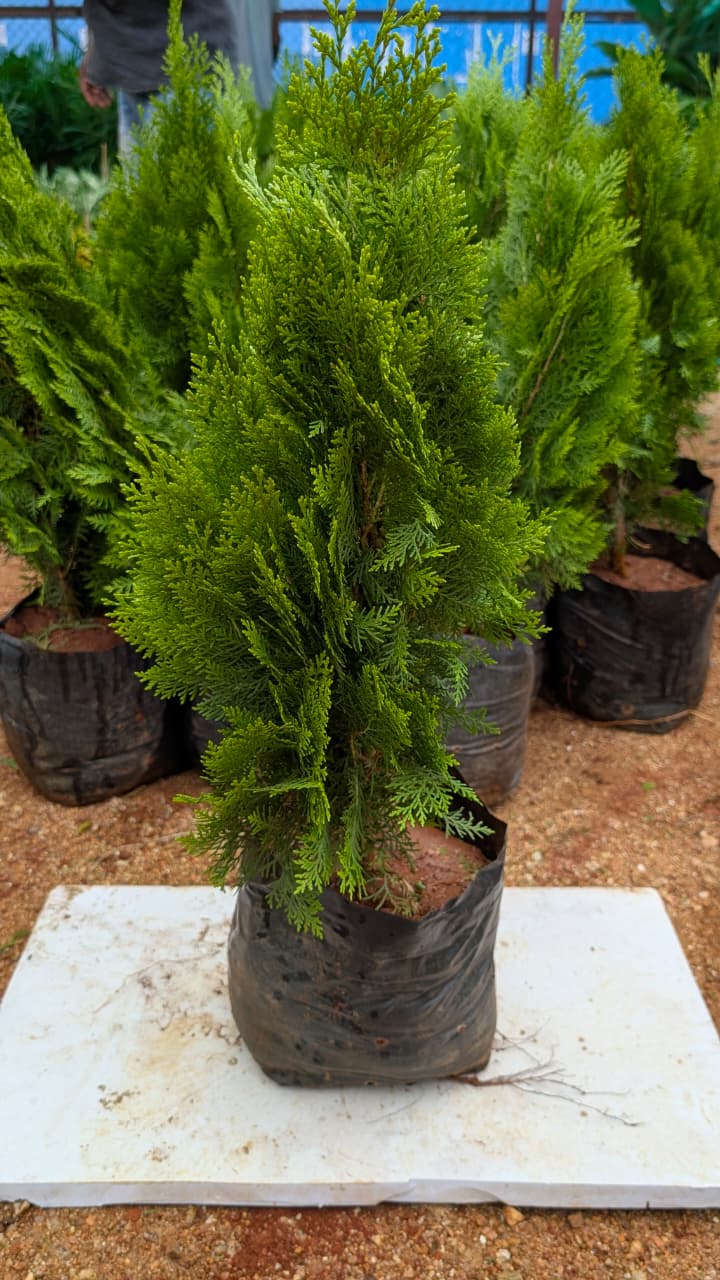Cypress gold