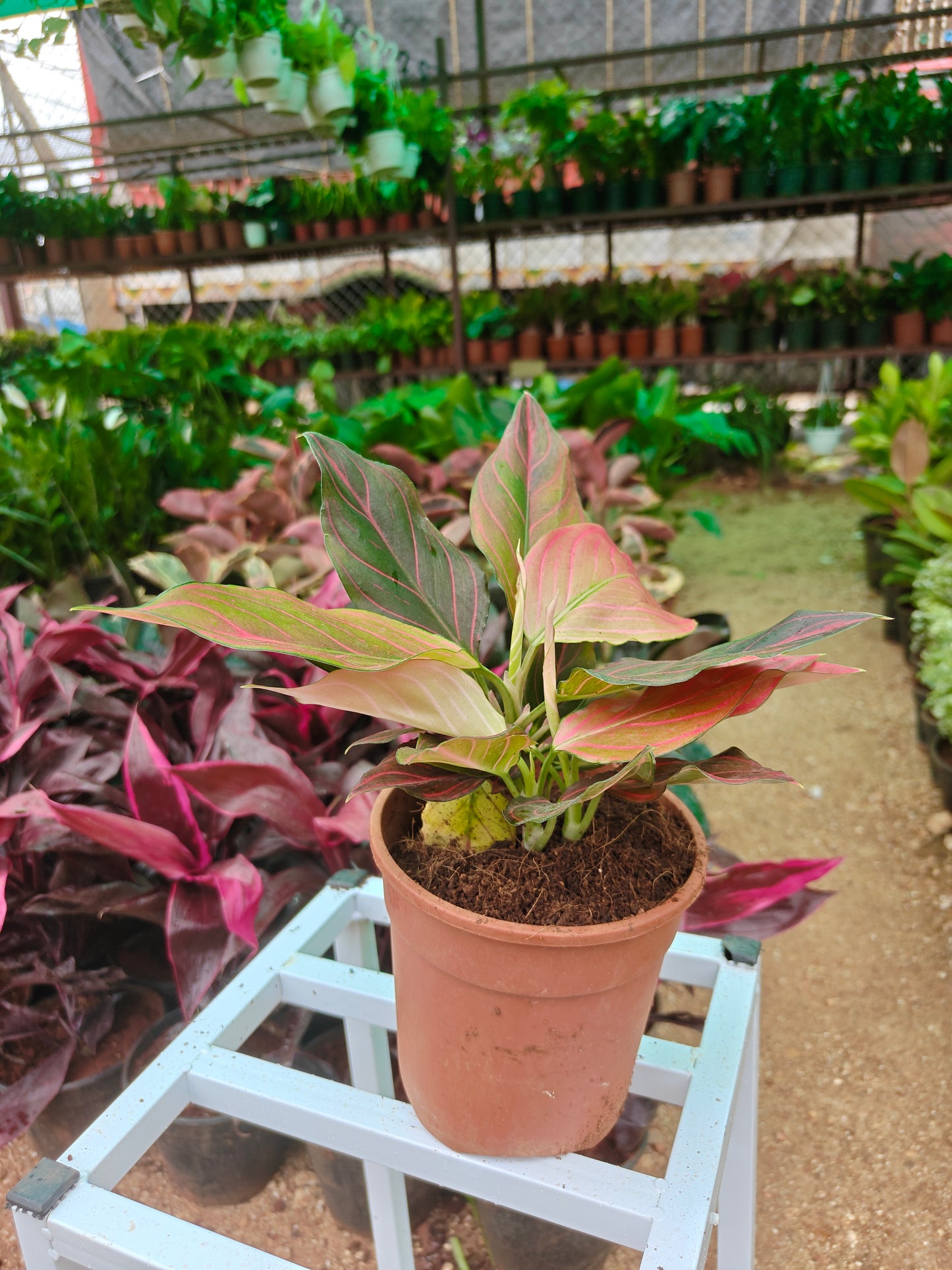 Aglonema Black Lipstick