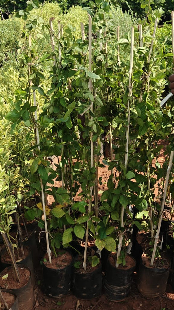 Black berry plant