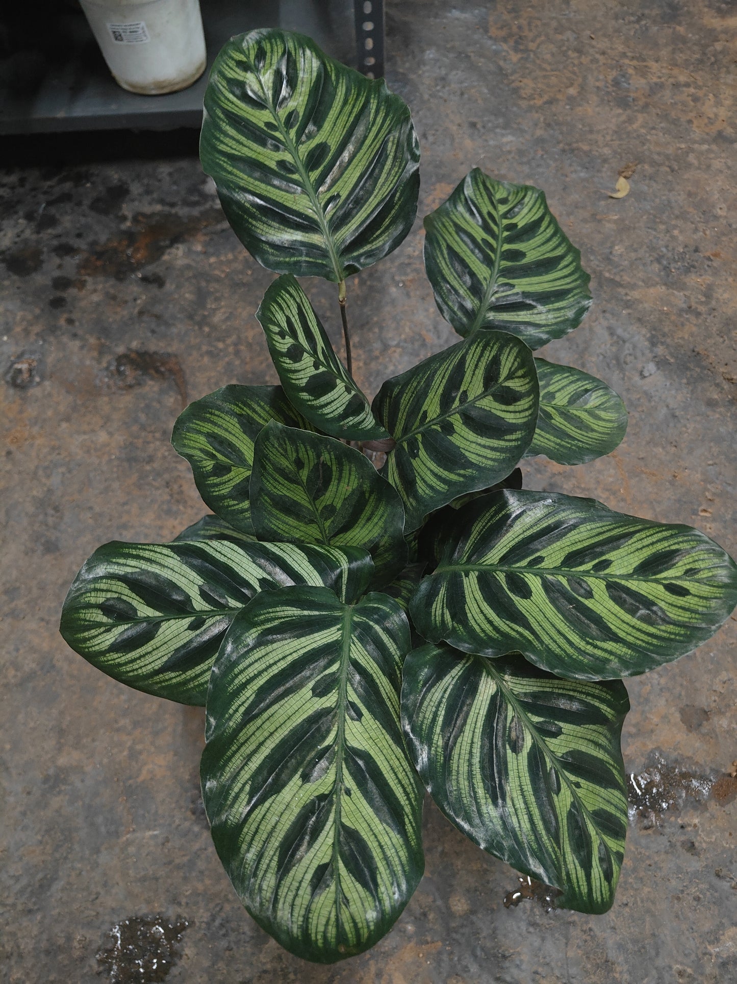 Calethea makayoma