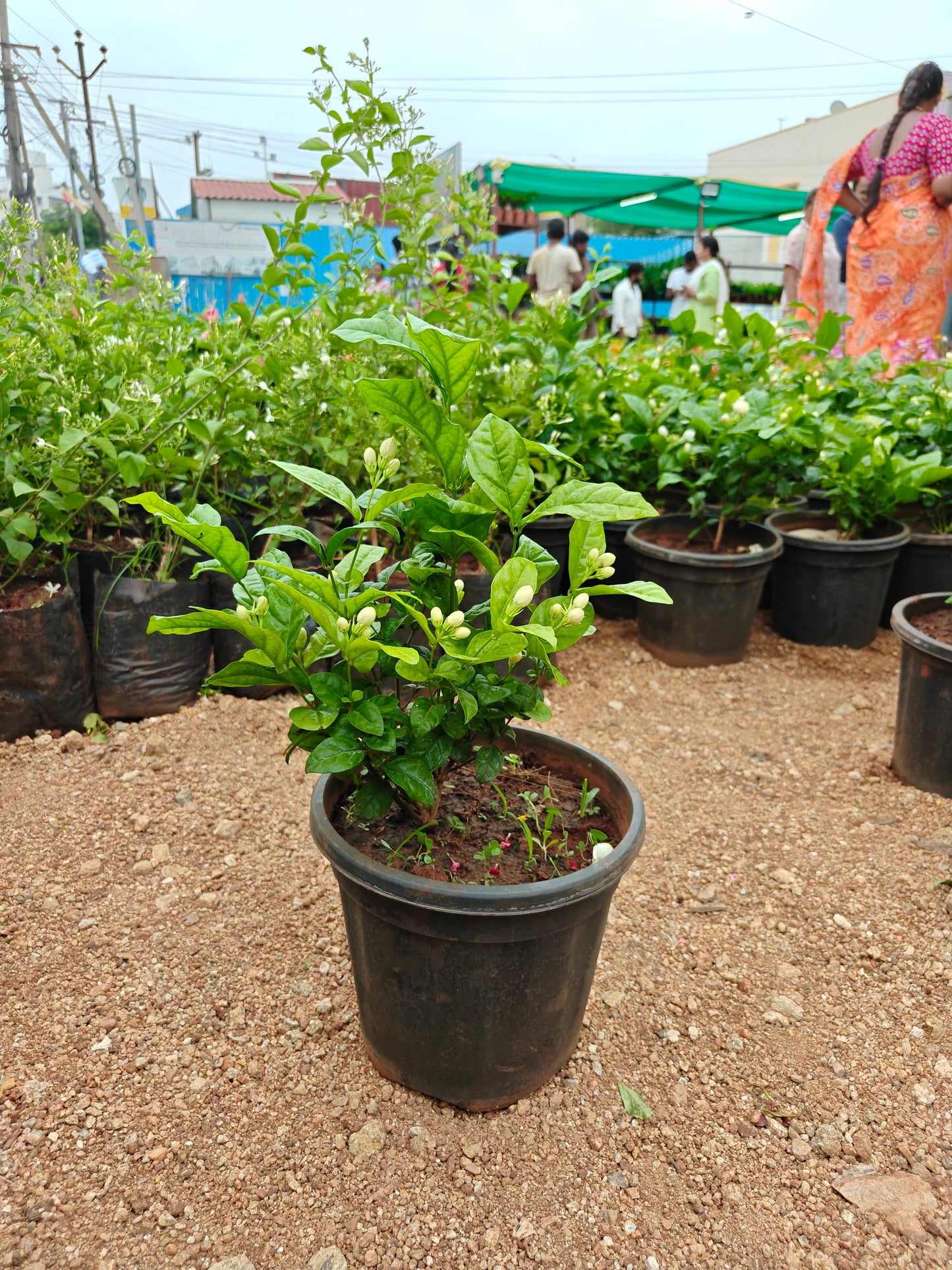 Jasmine Plant