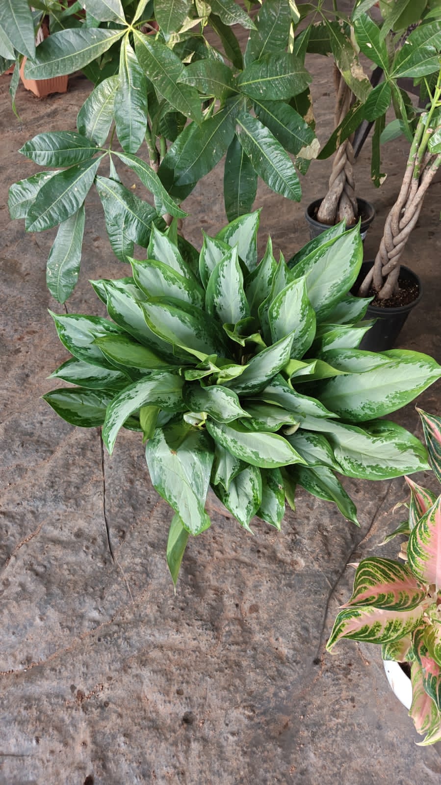 Aglaonema Sliver Queen Bussy