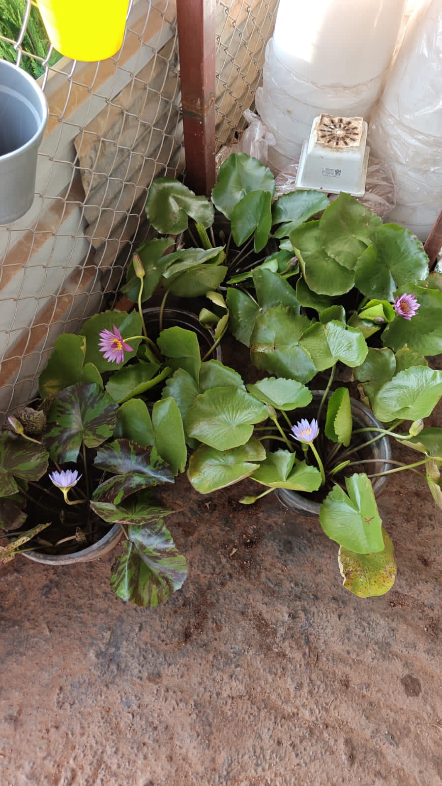 Lotus plant