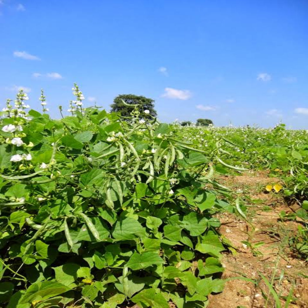 Natu Chikkudu Seeds ( ARDL - 183 Variety )