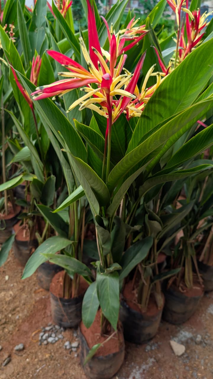 Heliconia 13/13 bag
