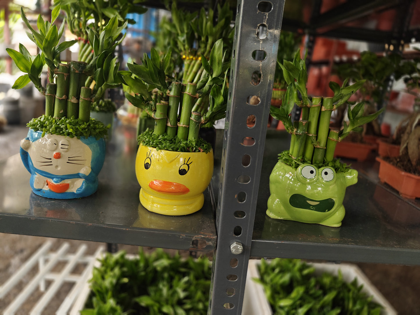 Lucky Bamboo ceramic pot