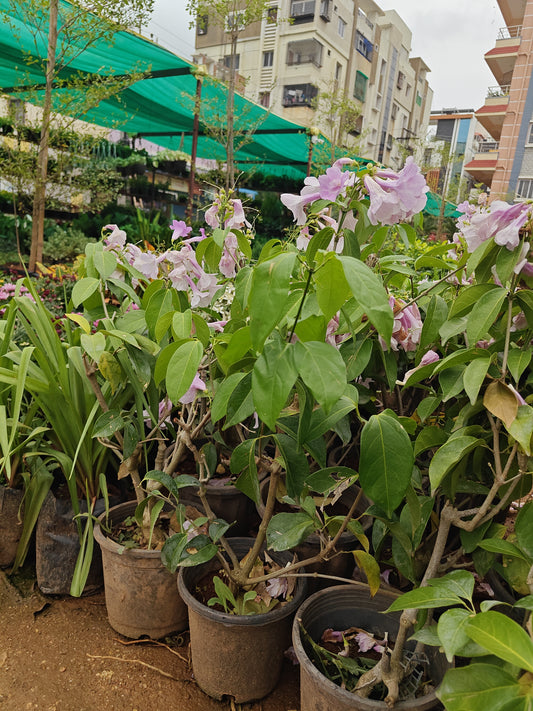 Garlic vine