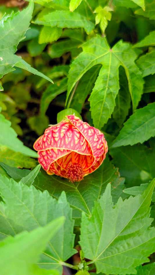 Ganta Mandara (lantern Hibiscus)