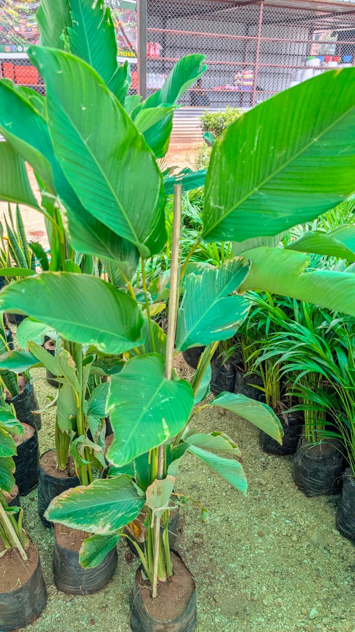 Calathea Luthea