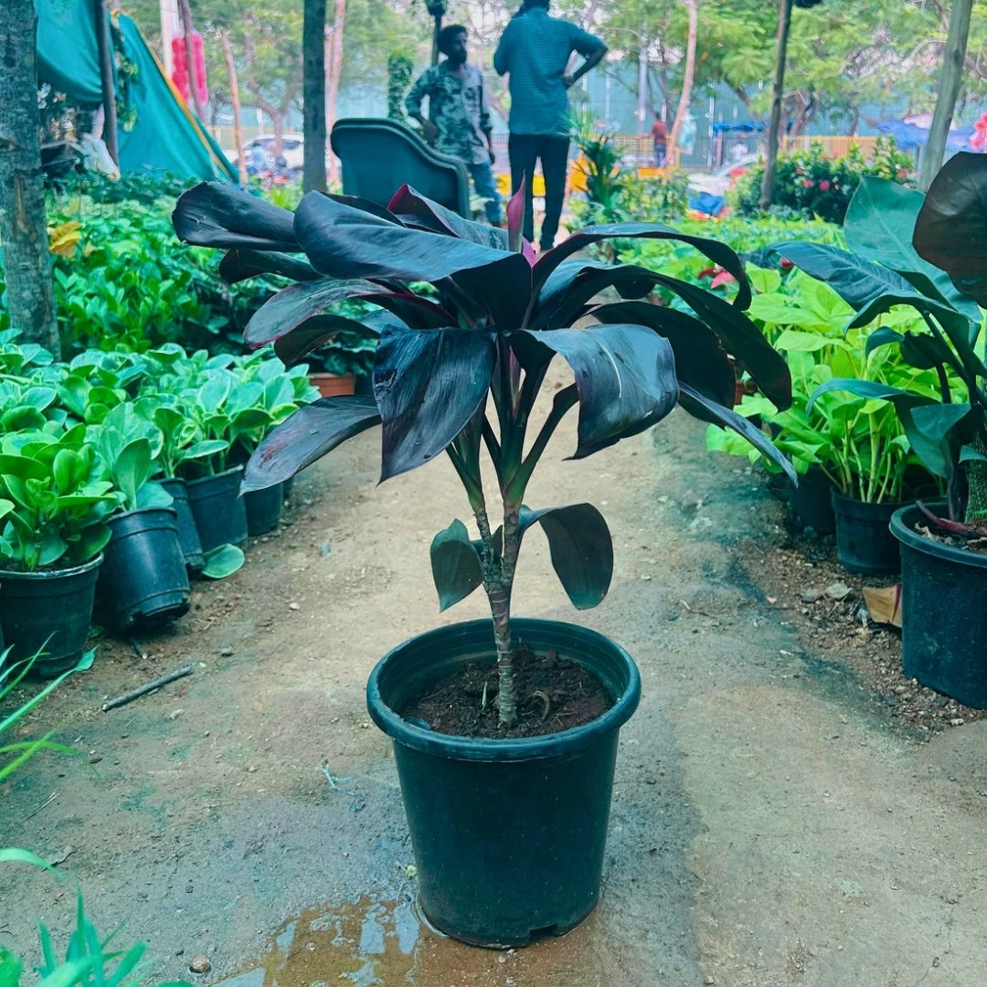 Dracaena Fruticosa