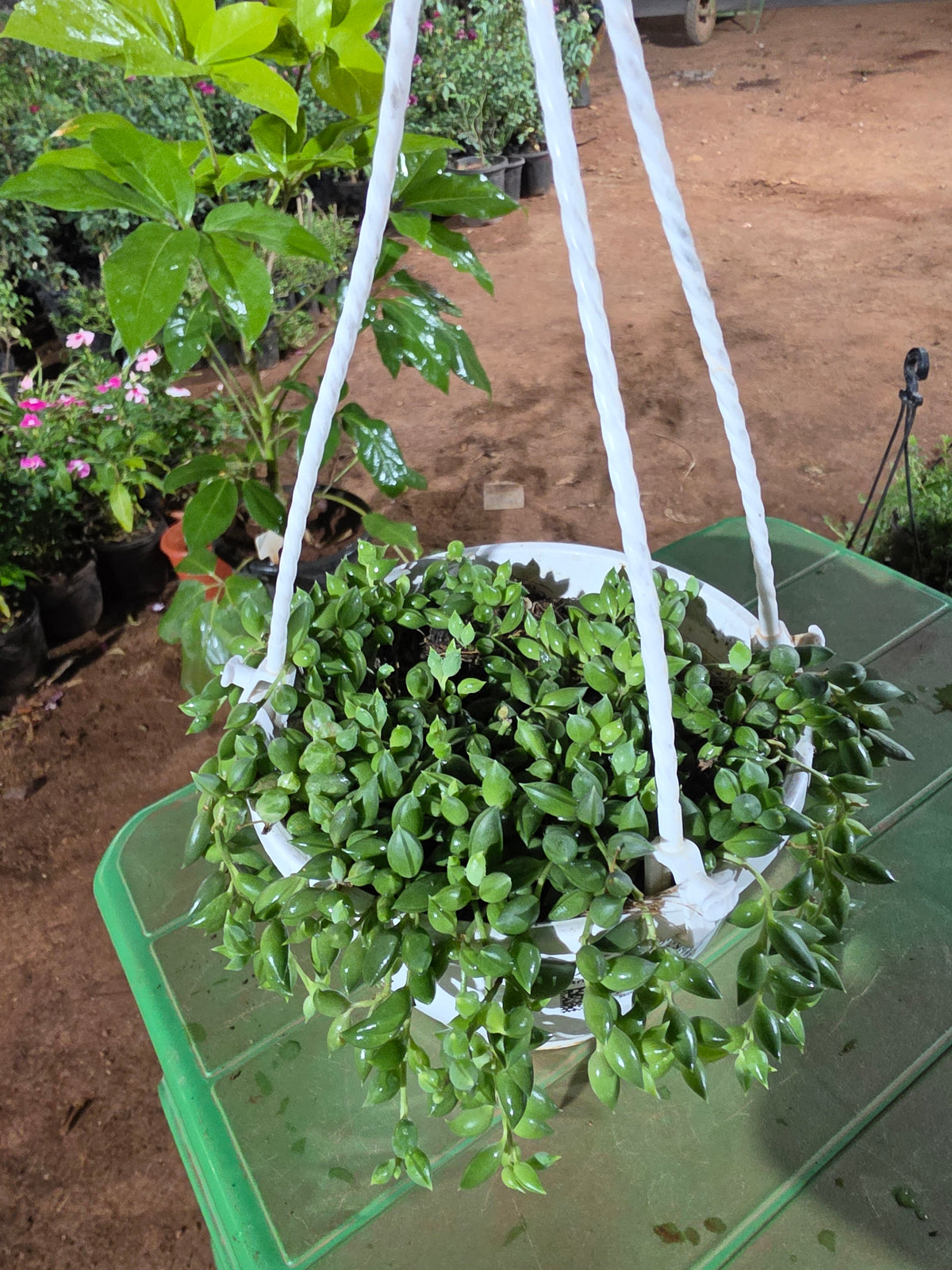 String of Perals Hangings