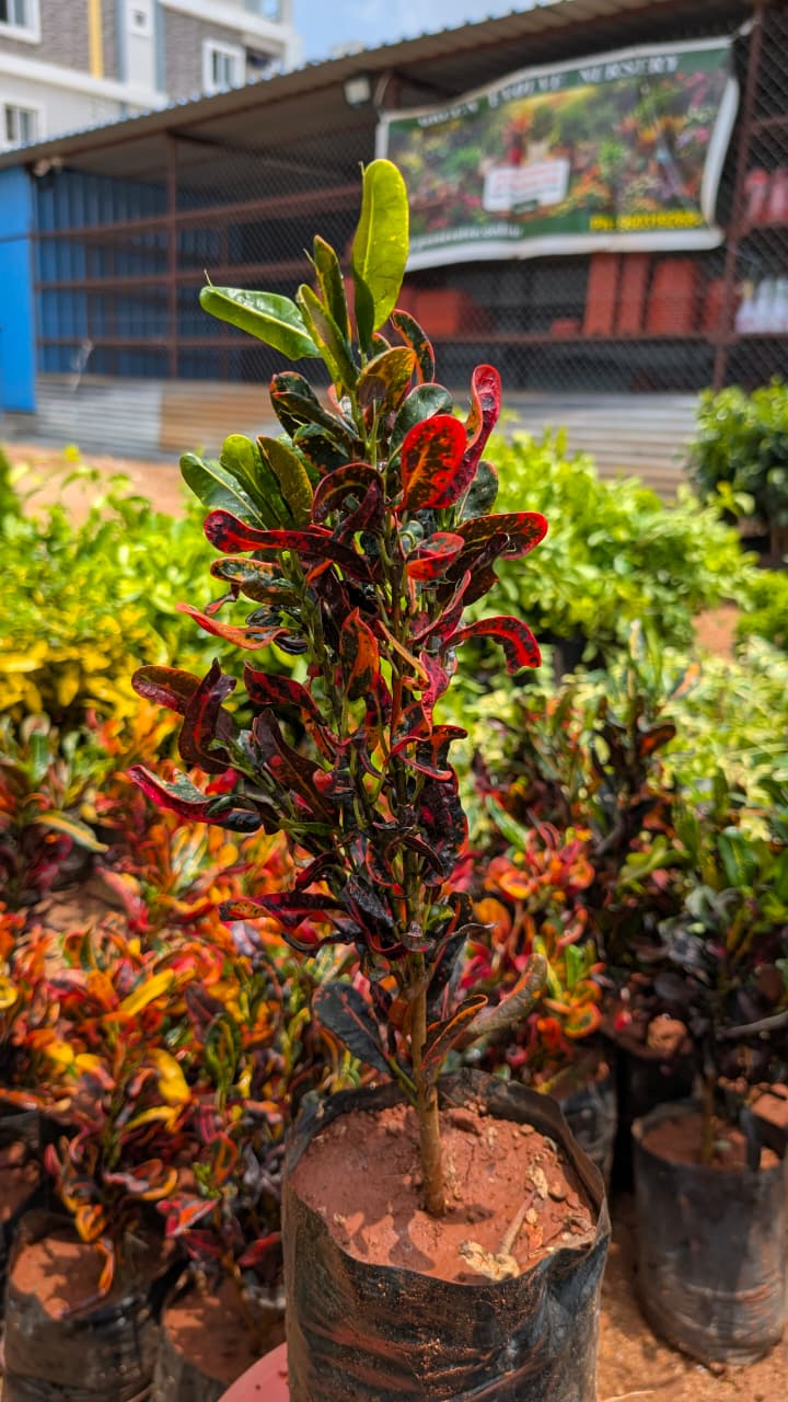 Multi Croton