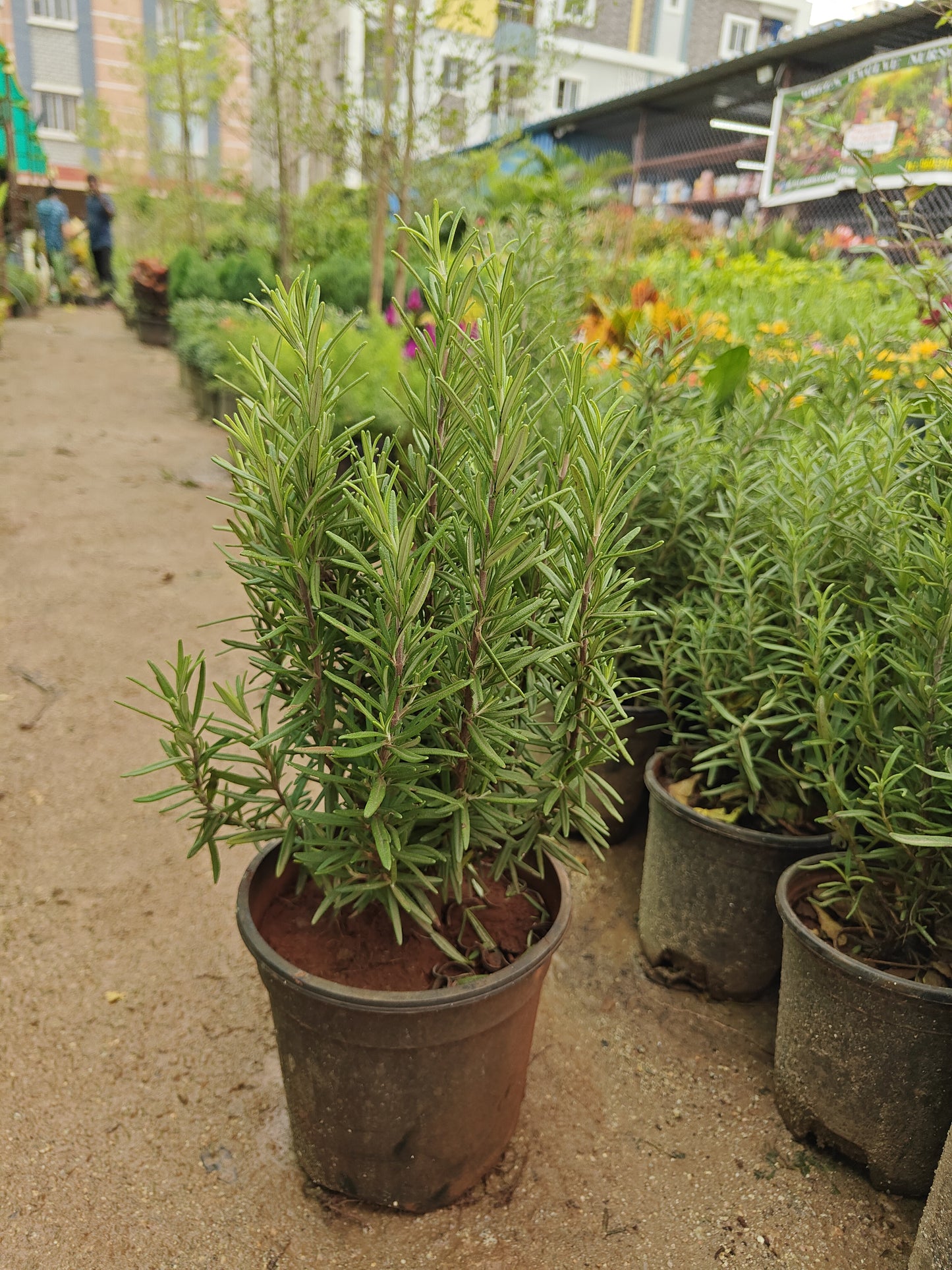 Rosemary
