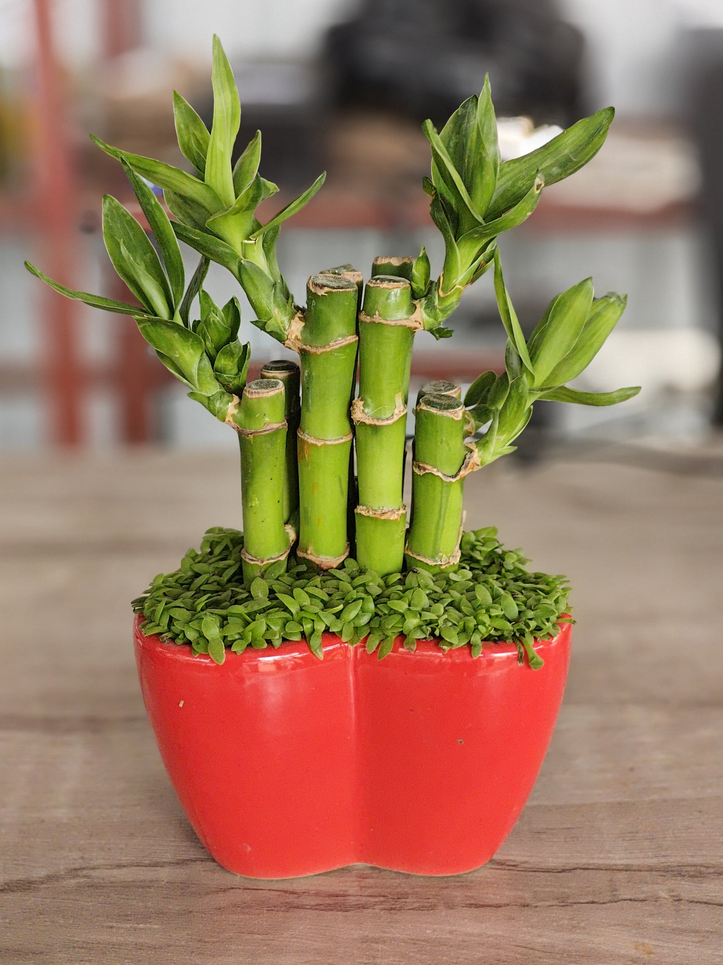 Lucky Bamboo ceramic pot