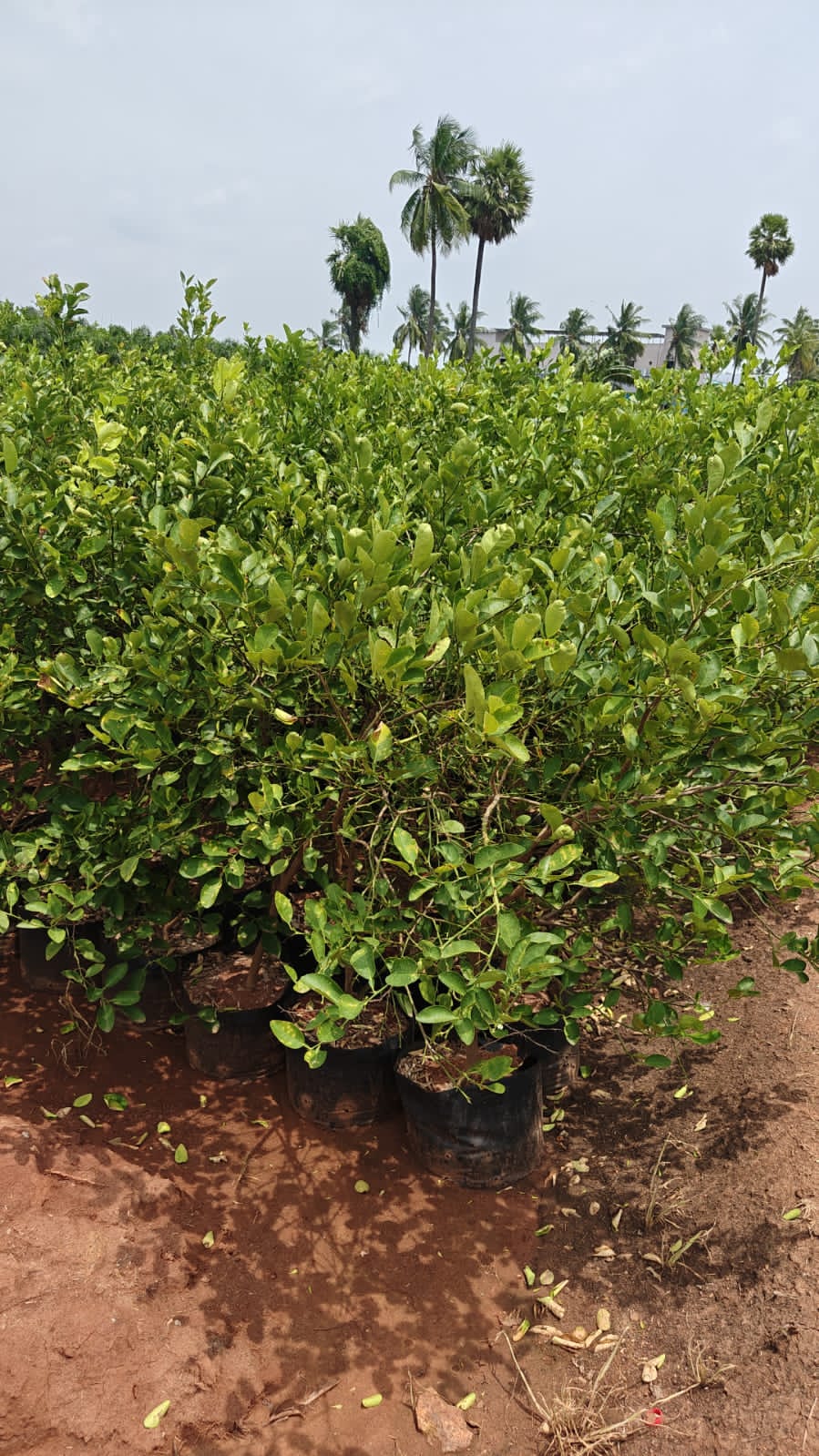 Lemon Plant