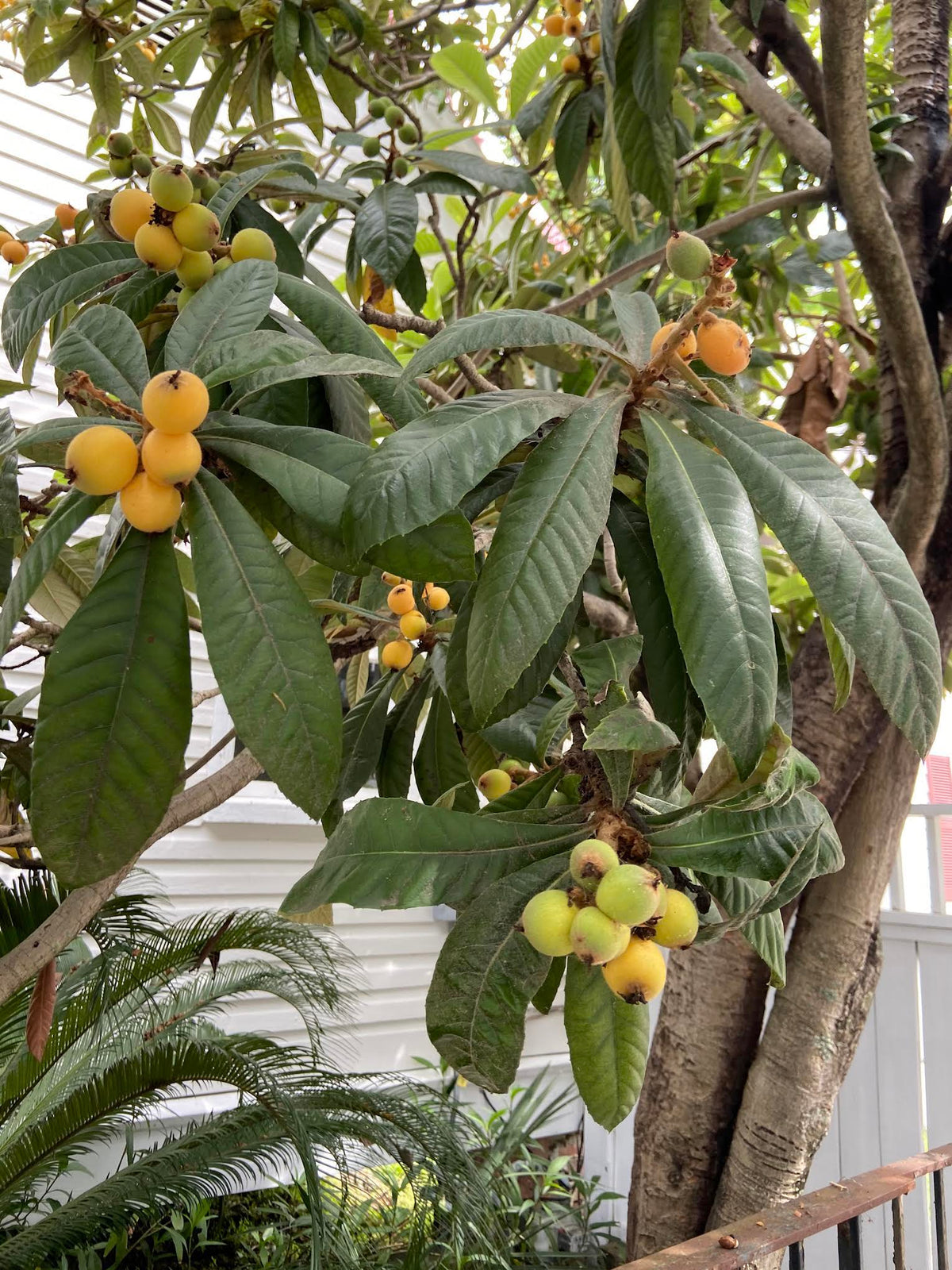 loquat fruit plant