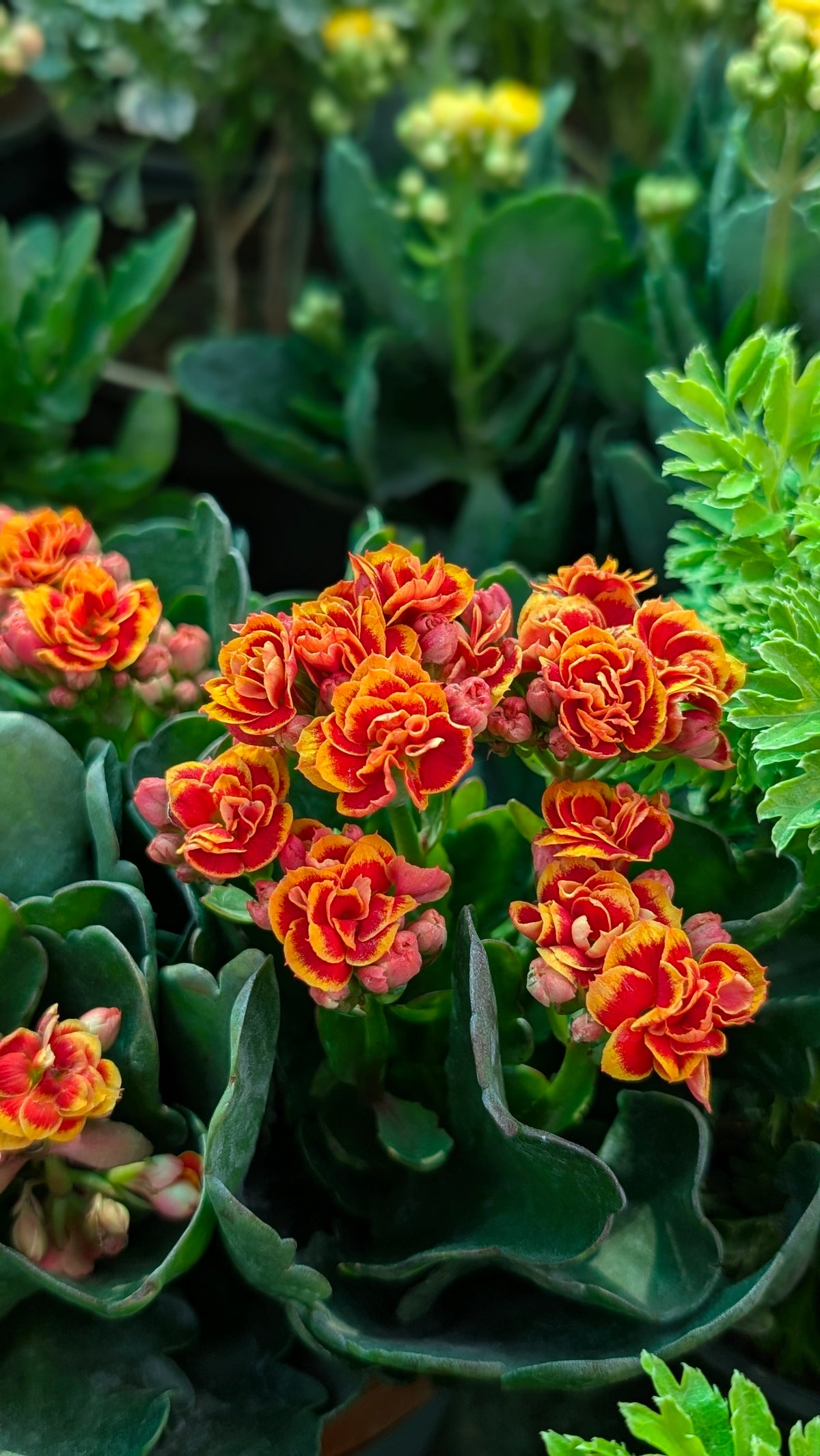Kalanchoe Plant
