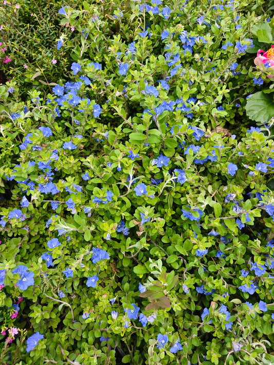 Jaemenca (Morning Glory)