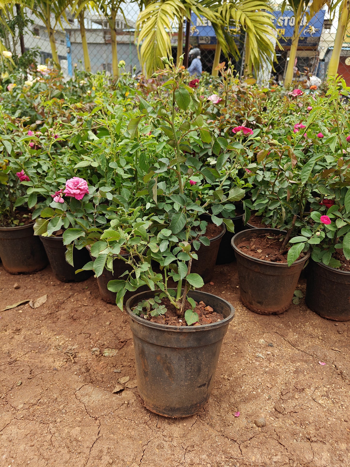 Rose Pot