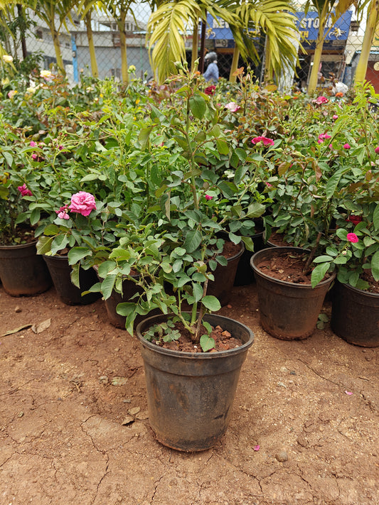 Rose Pot