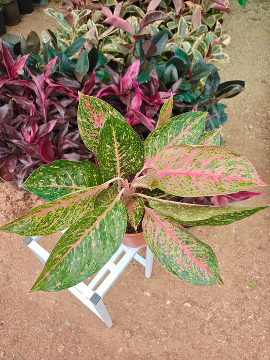 Agalonema Luckchai