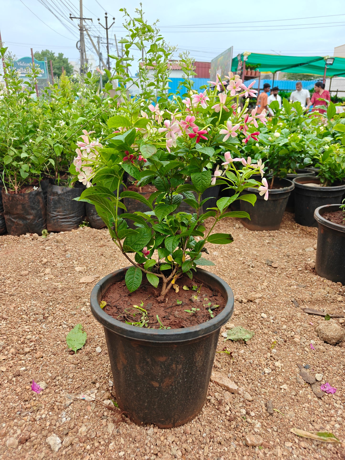 Radha manoharam (Rangoon creeper)