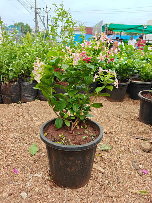 Radha manoharam (Rangoon creeper)