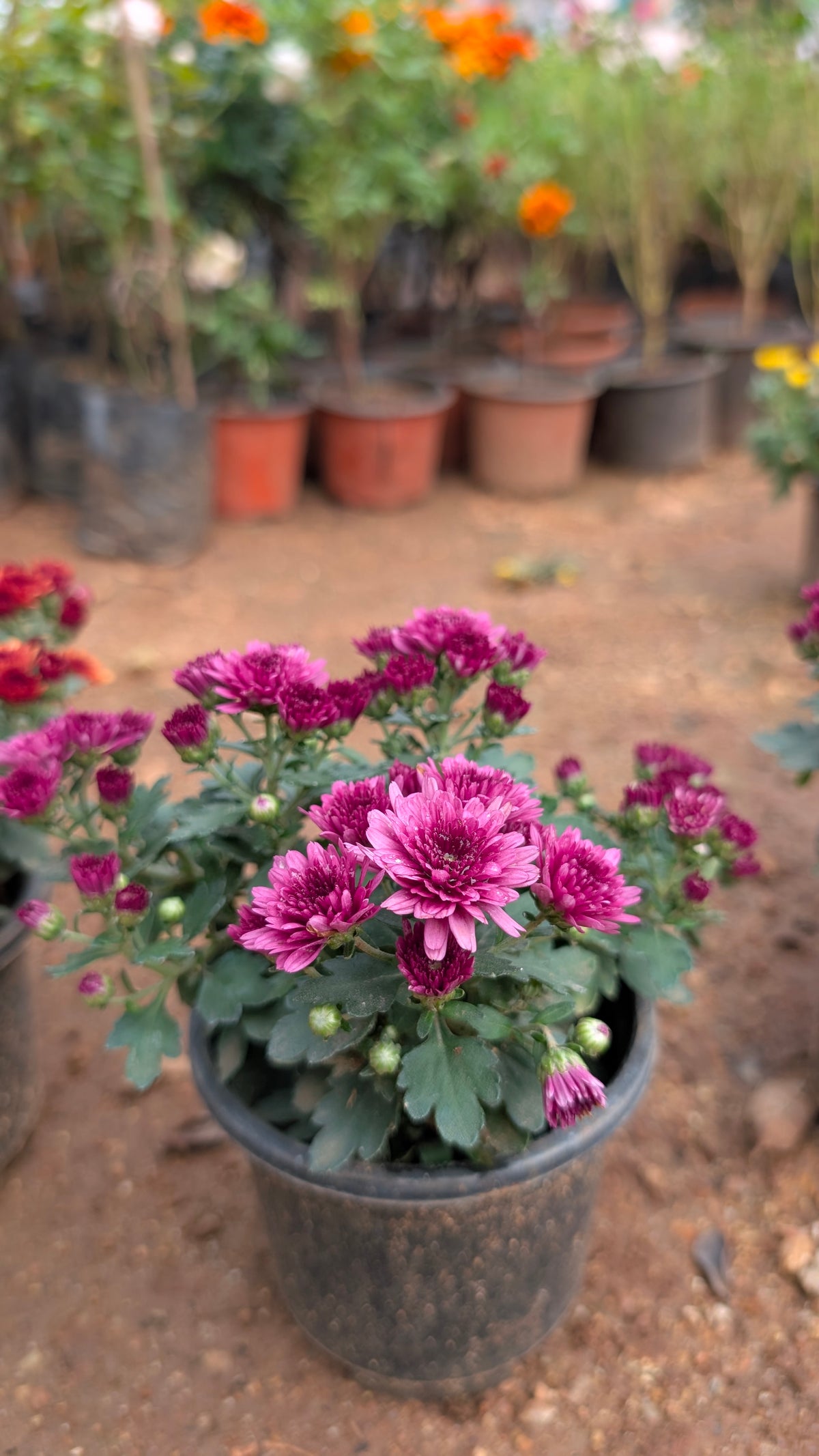 Mini Chamanthi any colour