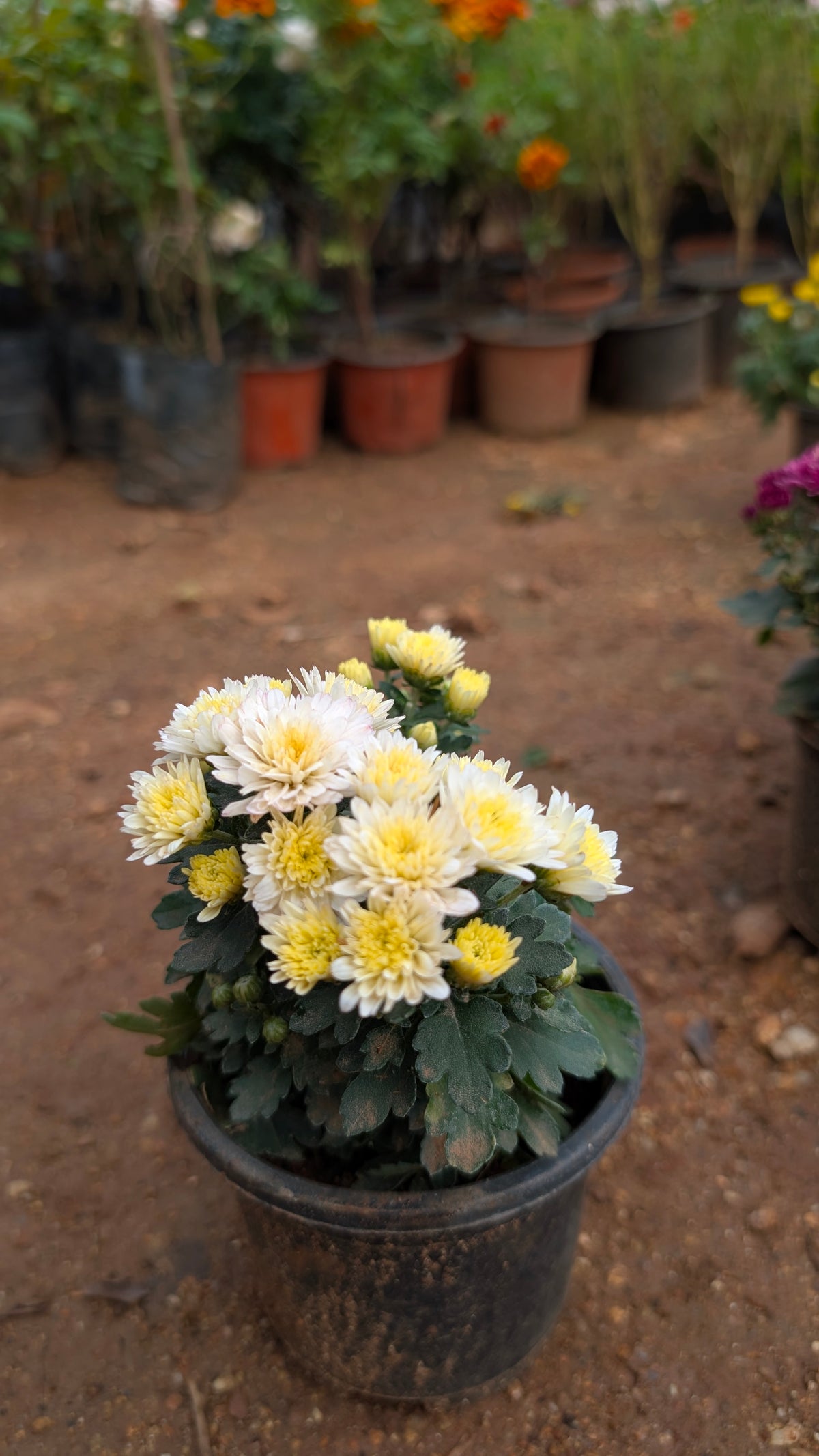 Mini Chamanthi any colour
