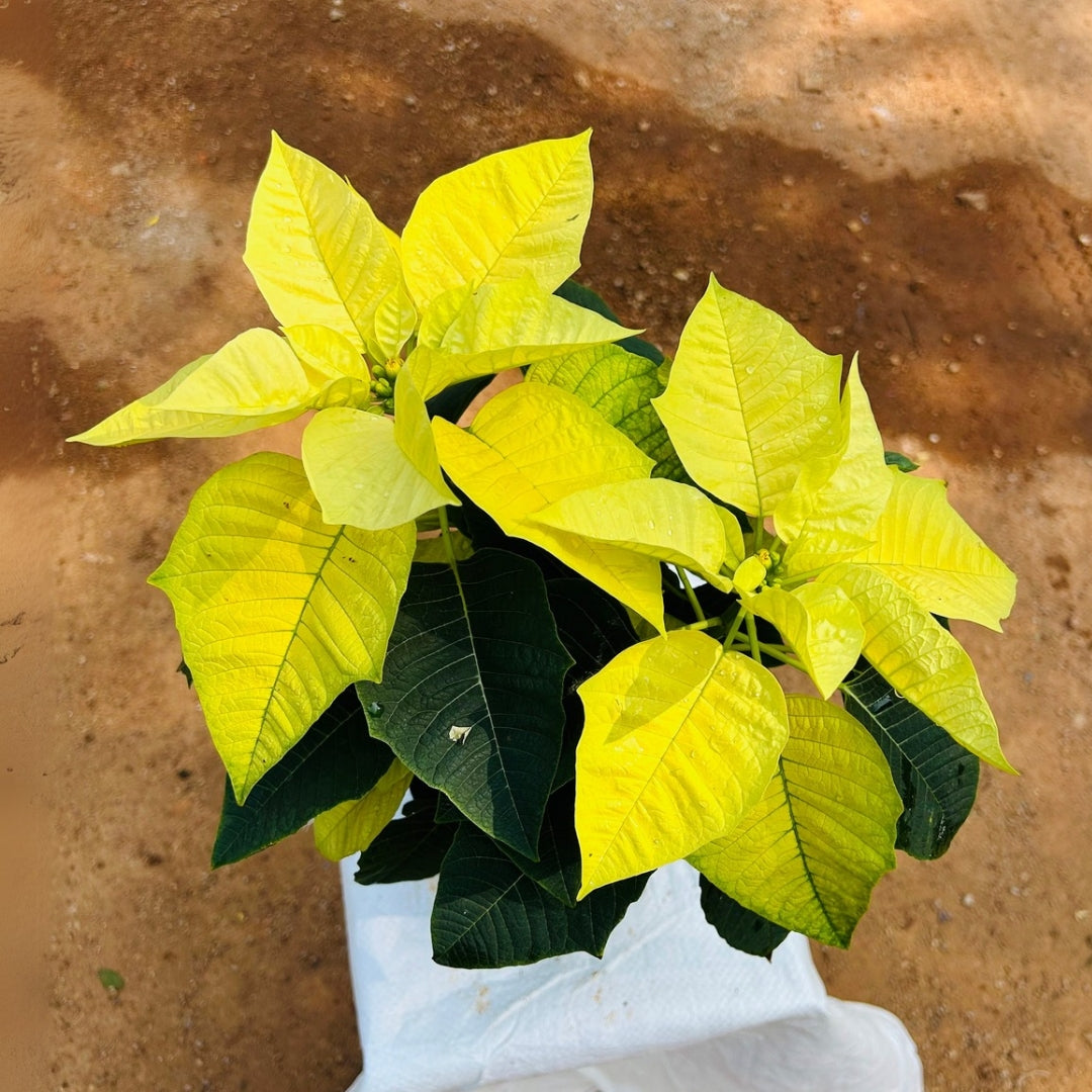 Poinsettia