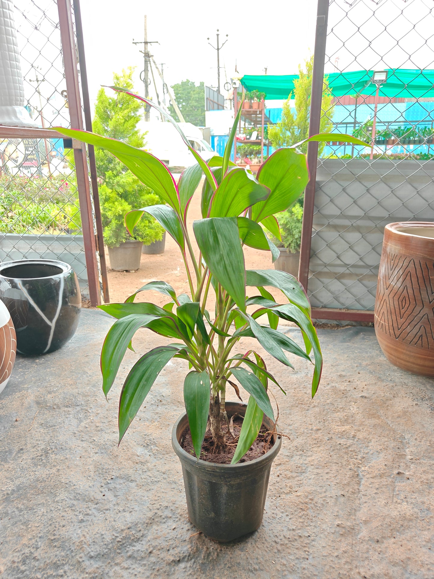 Dracena long narrow leaf