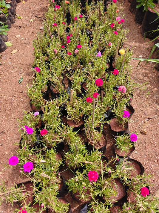 Table rose mix colours