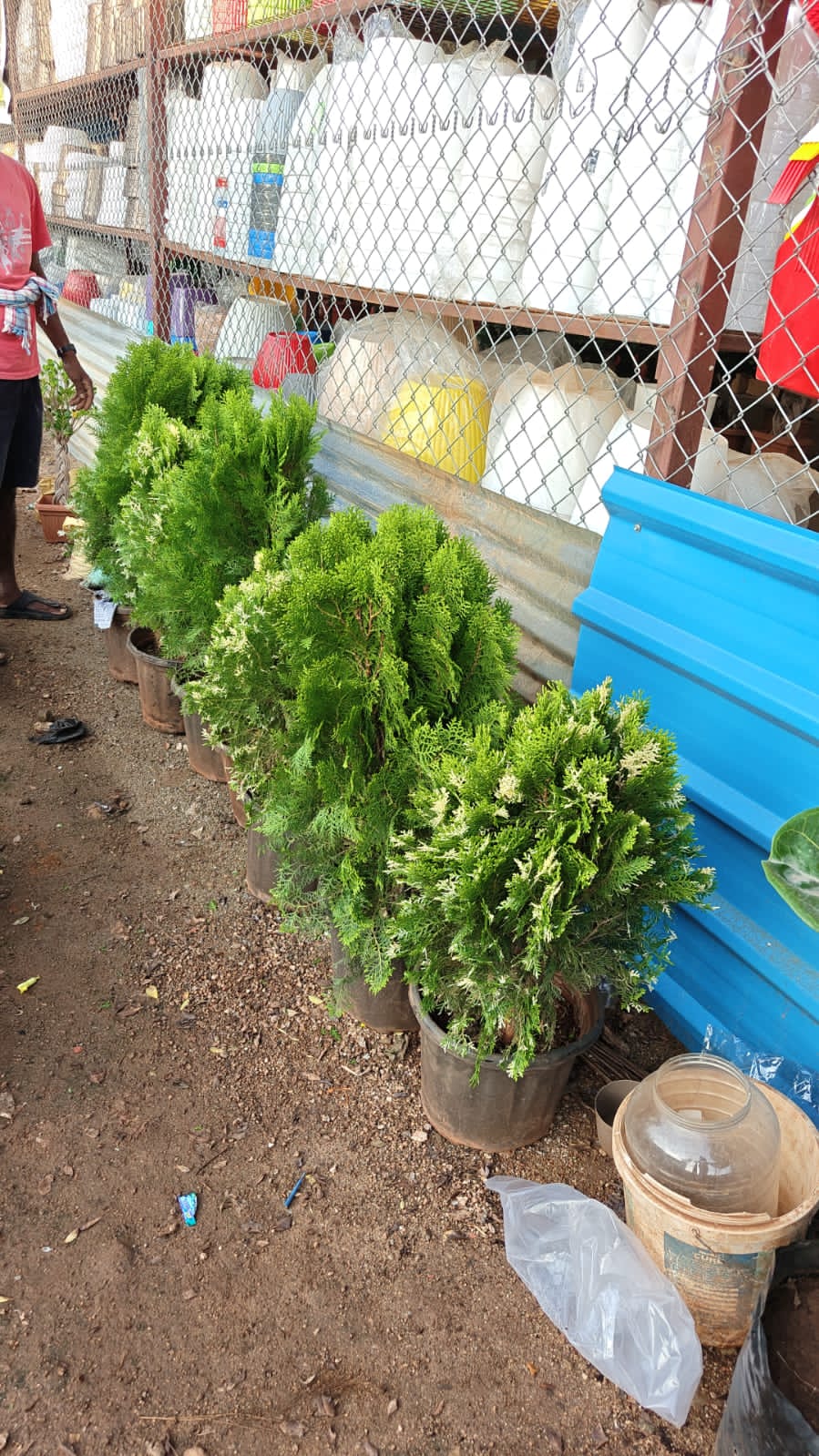 Cypress Green Plant
