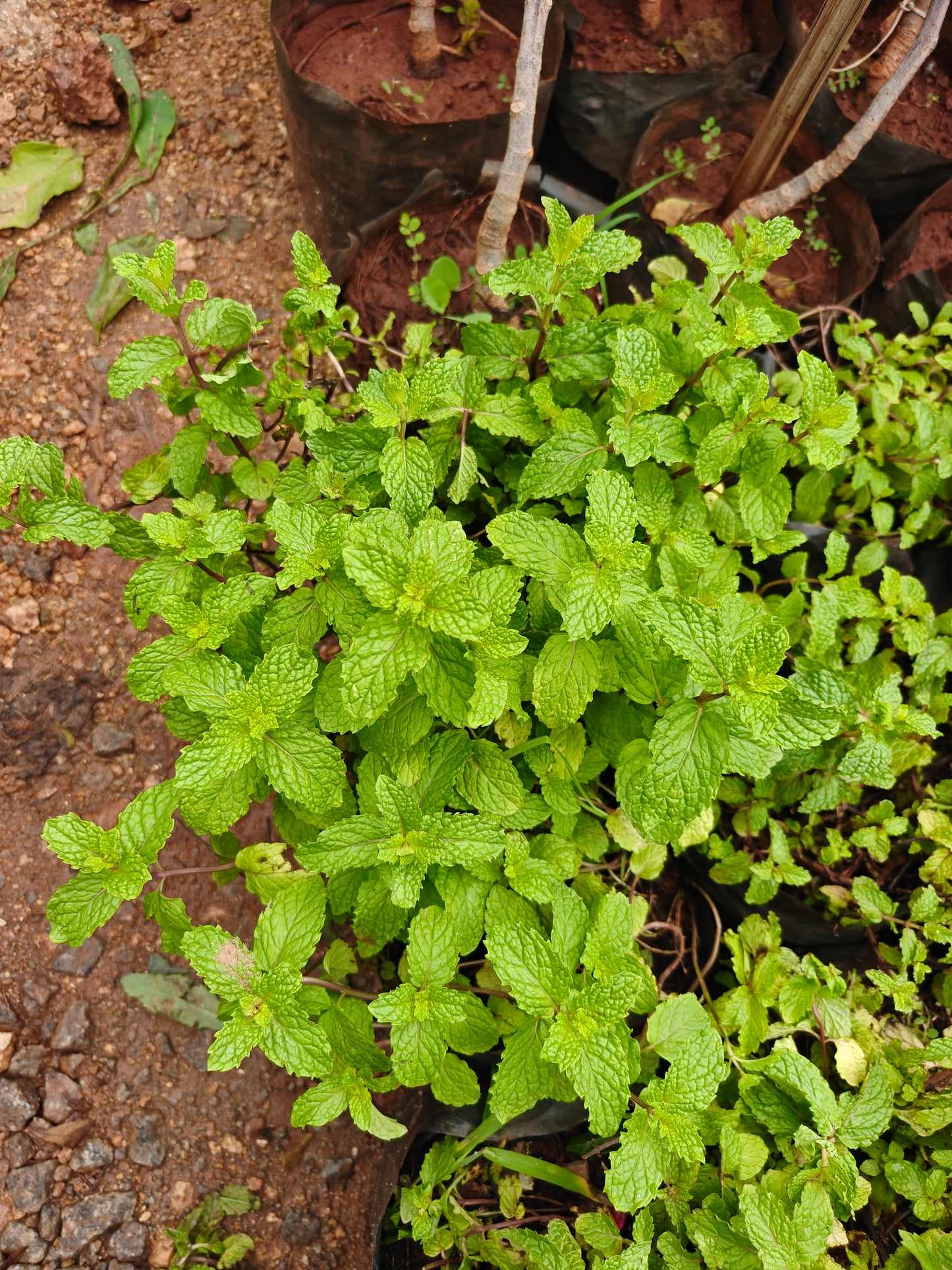 Pudhina