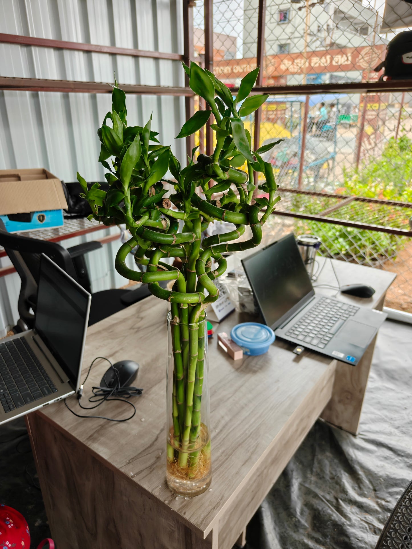 Lucky bamboo Spiral 1 stick