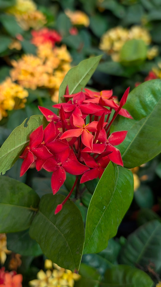 Singapore Ixora