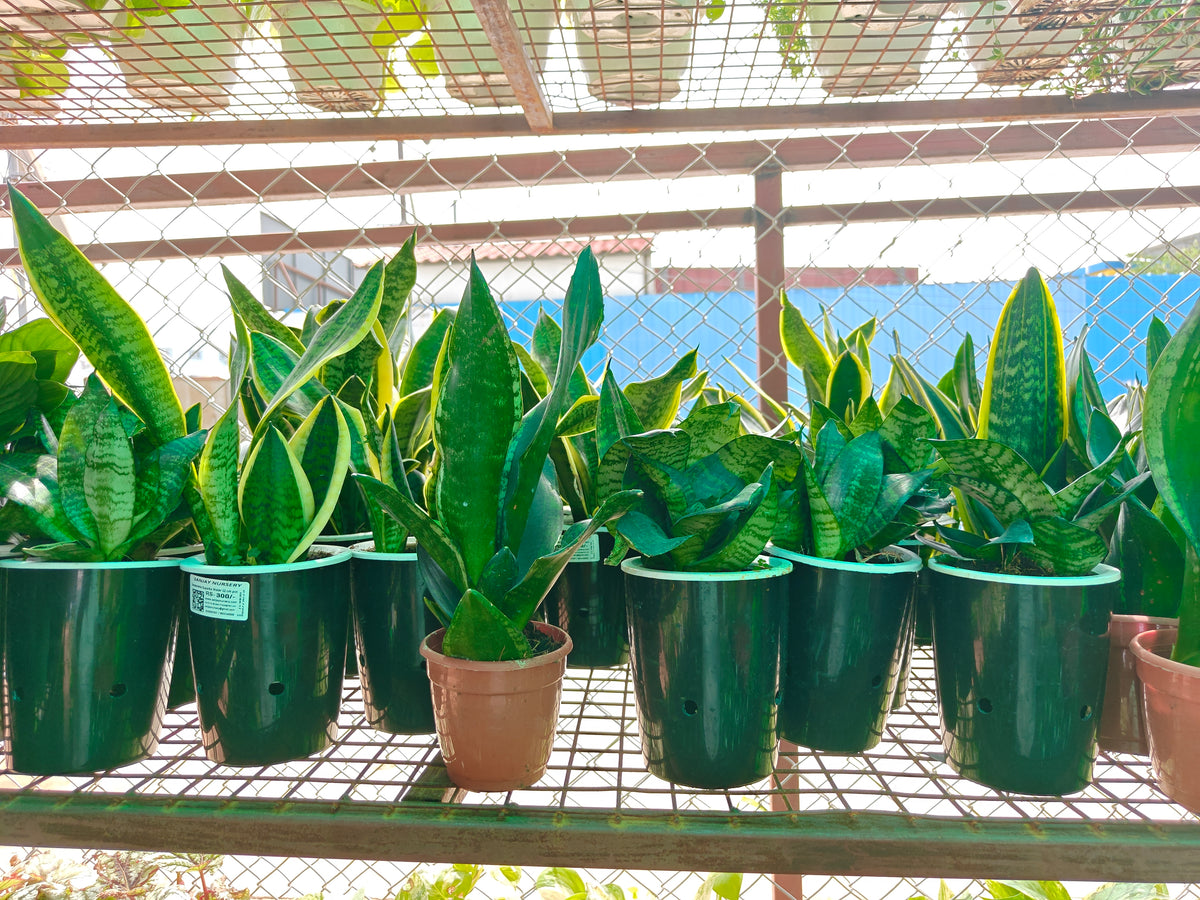 Water Snake plant