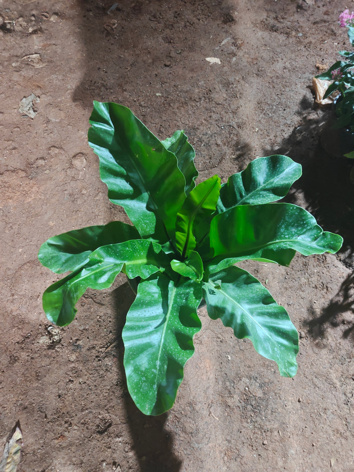 Fern Broad leaf