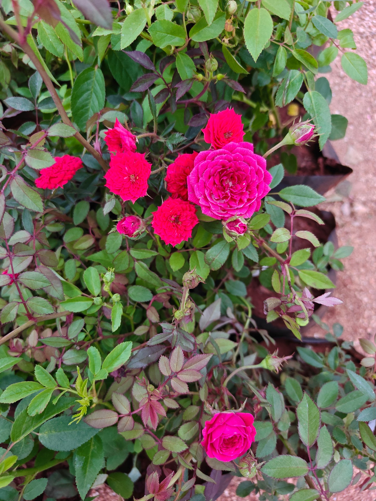 Button rose