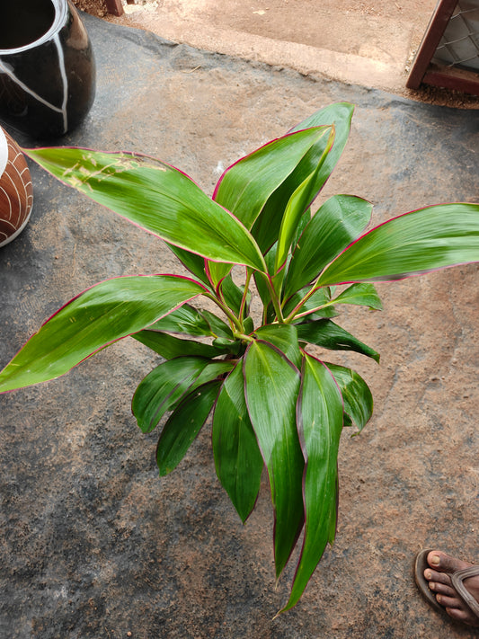 Dracena long narrow leaf