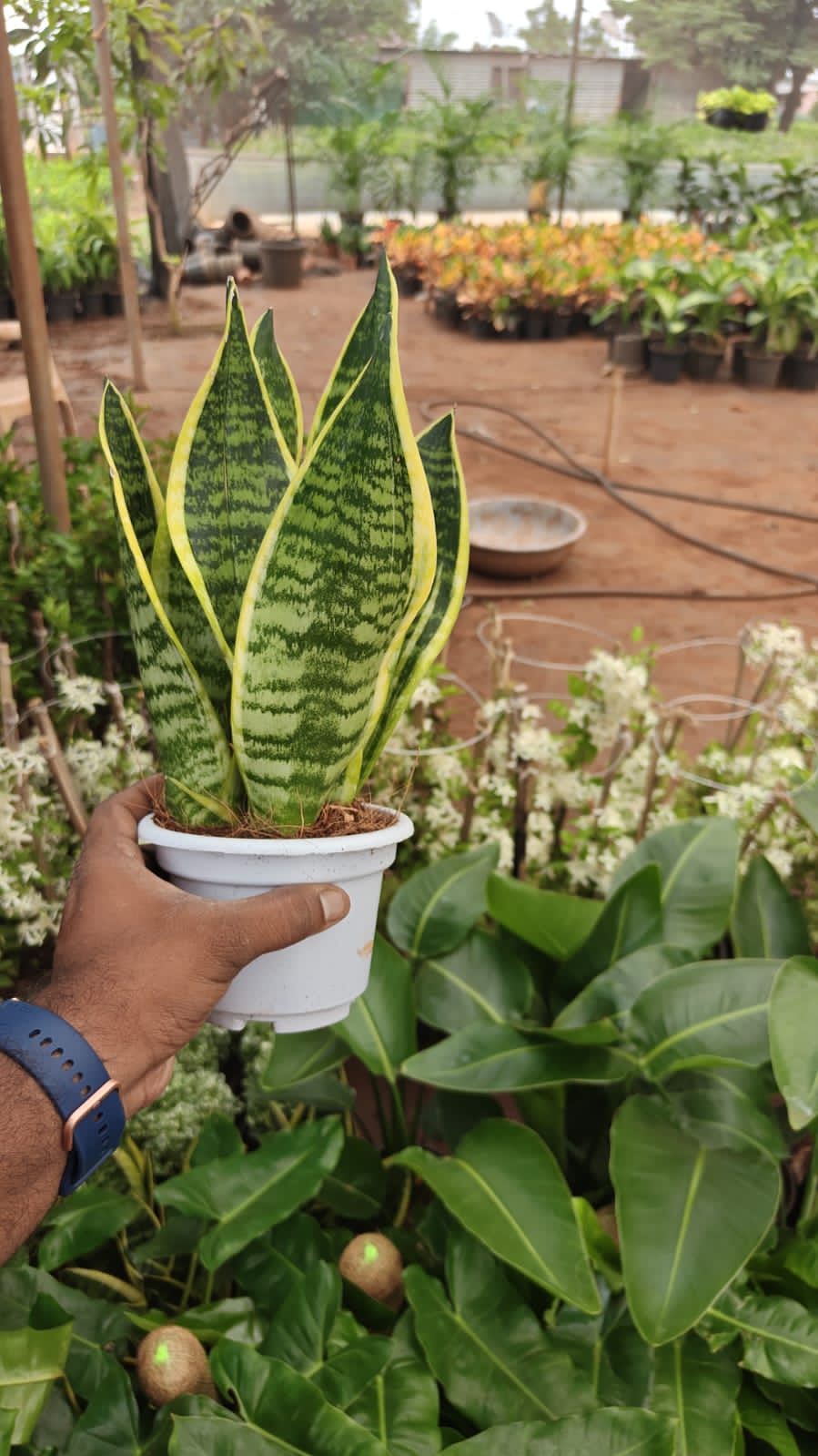 Snake plant Bussy