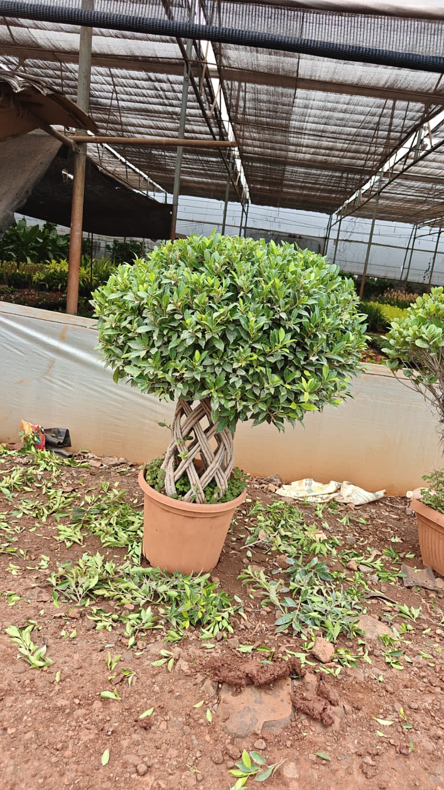 Ficus Bonsai