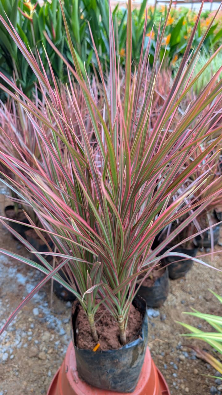 Dracaena Colorama