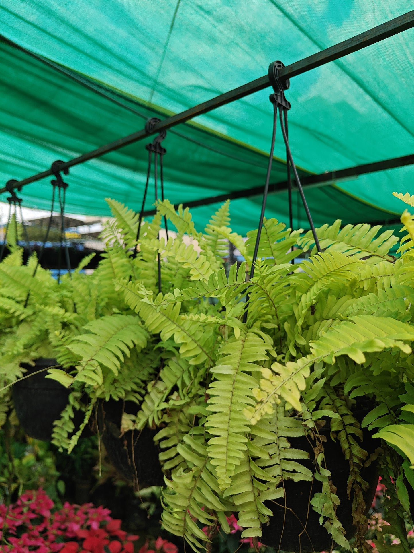 Fern Green Hanging