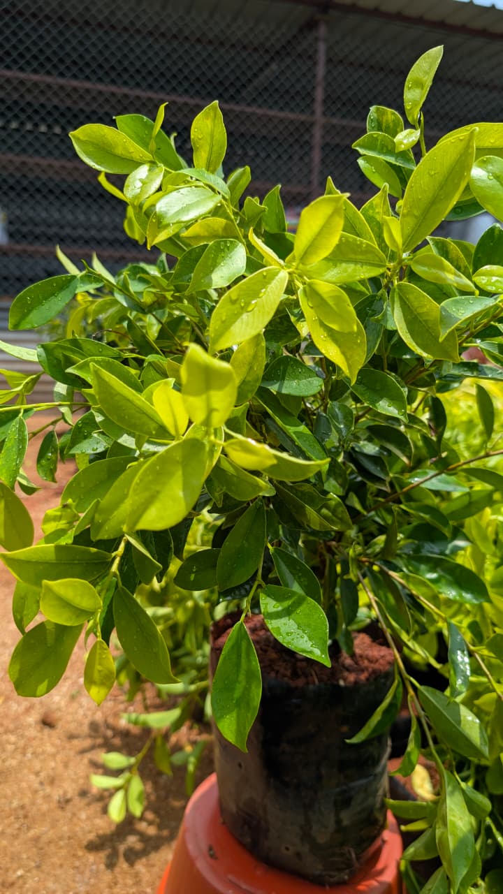 Ficus Panda