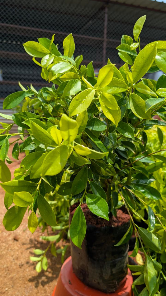 Ficus Panda